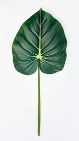 картинка Филодендрон крупный "Лето" от магазина KALINA