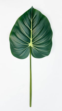 картинка Филодендрон крупный "Лето" от магазина KALINA