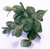 Ветка Фиттонии 45 листьев