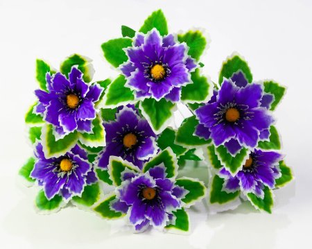 Георгин с белой каймой 7 цветков