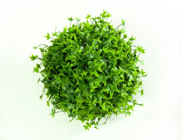 картинка Самшит Клен№2 от магазина KALINA