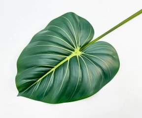 картинка Филодендрон крупный "Лето" от магазина KALINA