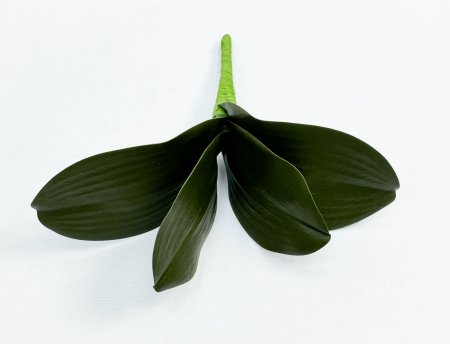 картинка Орхидея 4 листа с корешками от магазина KALINA