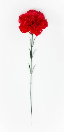 Гвоздика штучная крупная