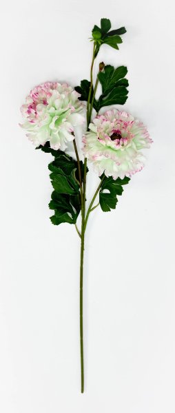 Георгин махровый гибридный