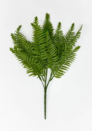 картинка Папоротник "Бостонский" 18 листов от магазина KALINA