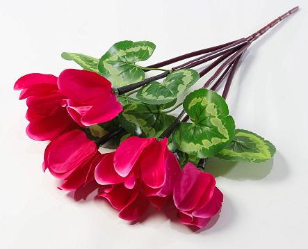 Цикламен 7 цветков от магазина KALINA являющийся официальным дистрибьютором в России 