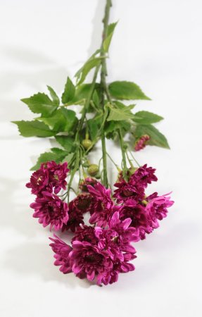 Ветка хризантемы кустовой византия