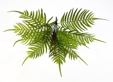 картинка Папоротник Гониофлебиум от магазина KALINA