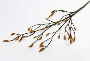 Ветка магнолии с почками