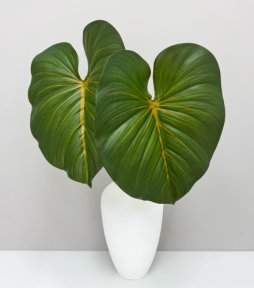 Филодендрон крупный "Осень"