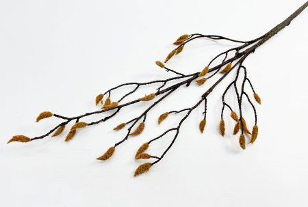 Ветка магнолии с почками