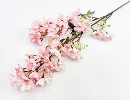 Сакура мелкопильчатая светло-розовая