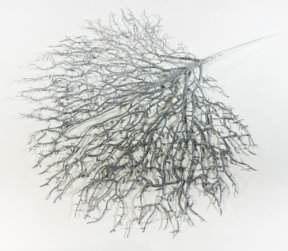 Коралл серебро