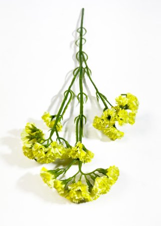 Статица желтая