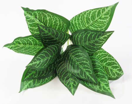 картинка Аглаонема с зеленой жилкой от магазина KALINA