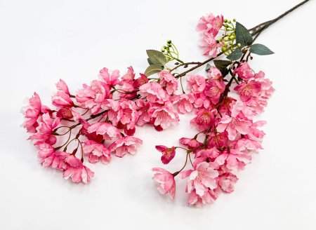 Сакура мелкопильчатая розовая