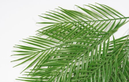 картинка Ветка пальмы 12 листов от магазина KALINA