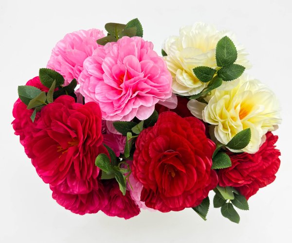 георгин "Апатит" 5 цветков