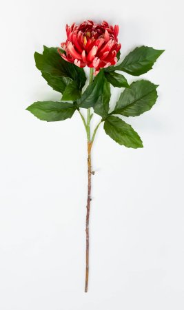 Хризантема темно-красная