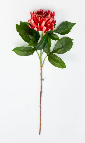 Хризантема темно-красная