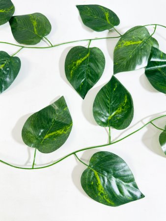 картинка Эпипремнум лиана с крупным листом от магазина KALINA