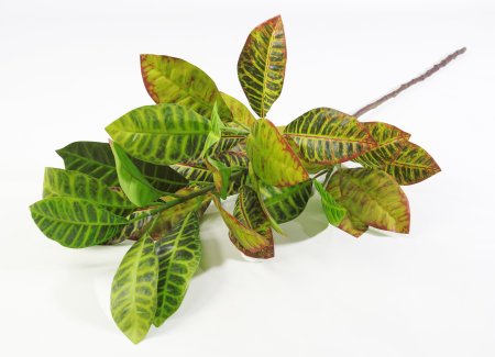 Ветка кротона