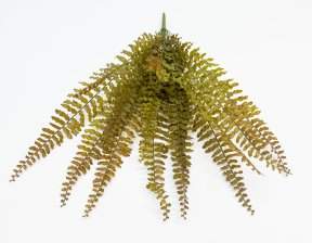 картинка Папоротник "Кучерявый" осенний 14 листов от магазина KALINA