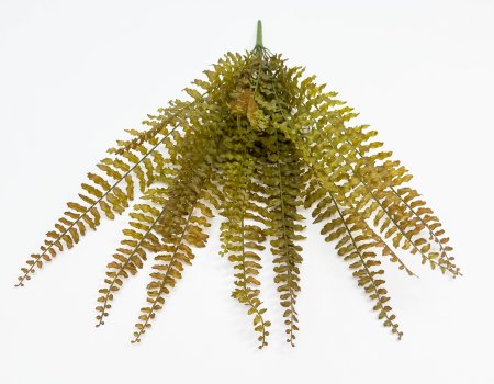 картинка Папоротник "Кучерявый" осенний 14 листов  от магазина KALINA