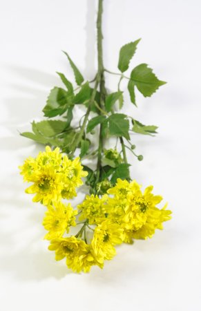 Ветка хризантемы кустовой желтой