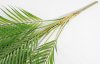 картинка Ветка бамбуковой пальмы 5 листов от магазина KALINA