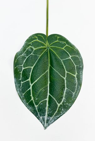 картинка Антуриум Хрустальный  от магазина KALINA