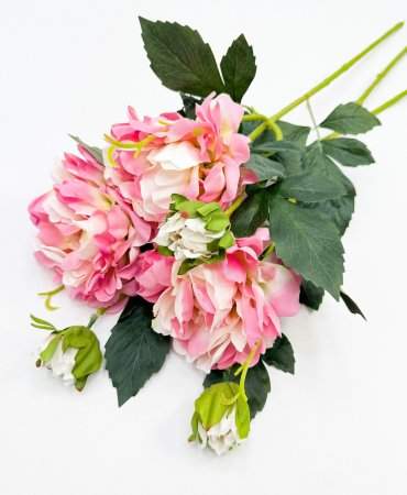 Пион "Герцогиня" розовый