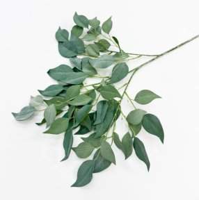 Ветка фикуса "Шёпот лепестков" светло-зеленый