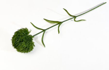 Гвоздика темно-зеленая