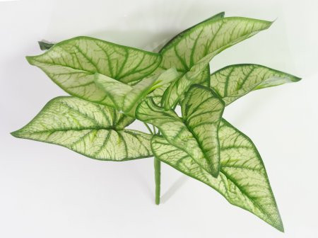 картинка Каладиум от магазина KALINA