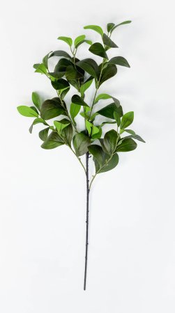 картинка Фикус Моклэйм (Мокламе) от магазина KALINA