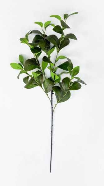 картинка Фикус Моклэйм (Мокламе) от магазина KALINA