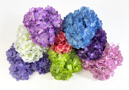 Гортензия 6 веток