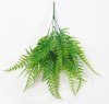 картинка Папоротник "Прерия" от магазина KALINA