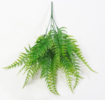 картинка Папоротник "Прерия" от магазина KALINA