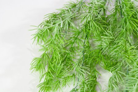 картинка Аспарагус перистый 2 от магазина KALINA