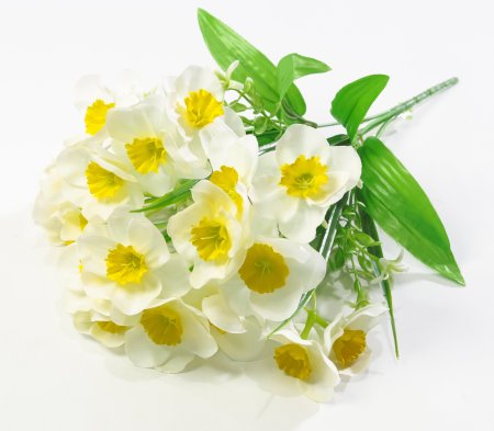 Нарцисс "Лига" 20 цветков