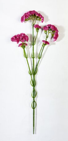 Статица розовая