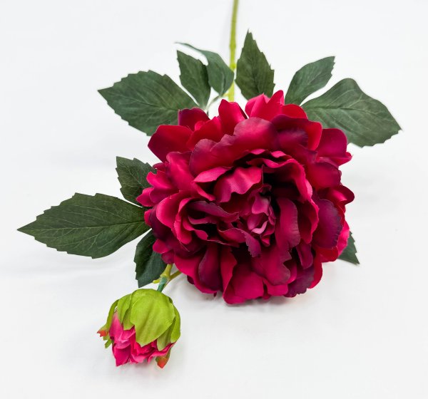 Пион "Герцогиня"