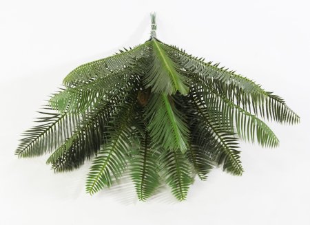 картинка Цикас малый БЕЗ КАШПО 15 листов от магазина KALINA