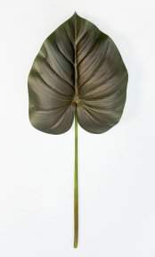 картинка Филодендрон крупный "Поздняя осень" от магазина KALINA