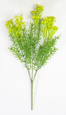 Лютик полевой желтый