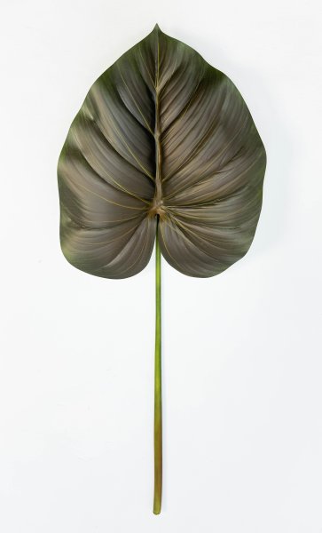 картинка Филодендрон крупный "Поздняя осень" от магазина KALINA