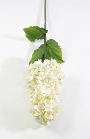 Гортензия метельчатая молочная